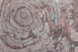 Polished, Neoproterozoic Stromatolite (Conophyton) - Morocco #377222-1